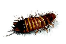 Carpet Beetle Control West Delhi