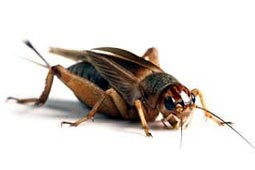 Crickets Control West Delhi