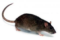 Rats Control West Delhi