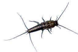 Silverfish Control West Delhi