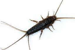 Silverfish Control West Delhi