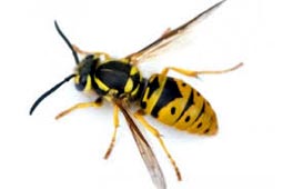 Wasps Control West Delhi