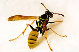 Wasps Control West Delhi