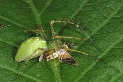 Weeds Control West Delhi